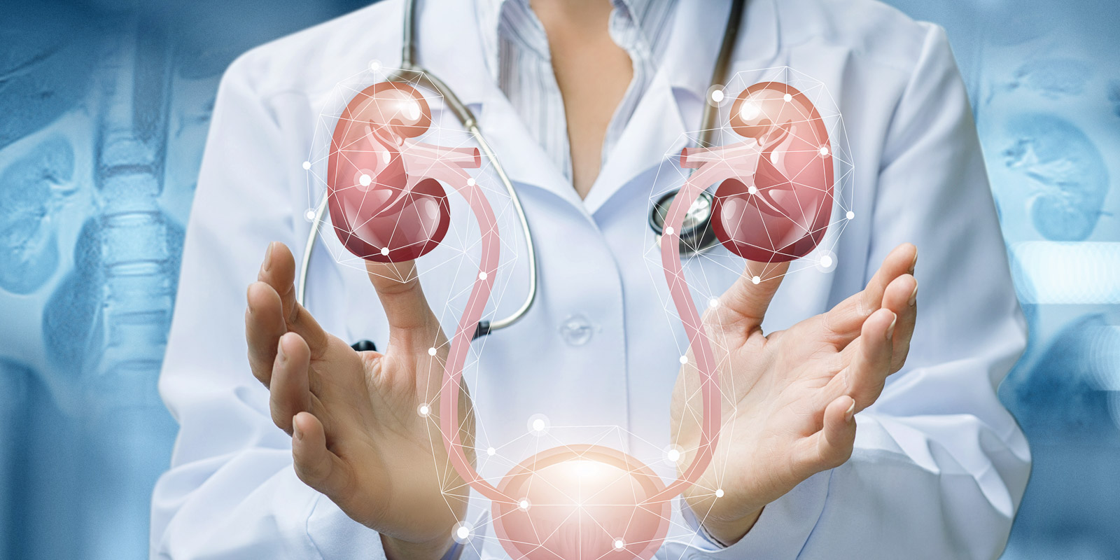 the doctor shows the urinary system .