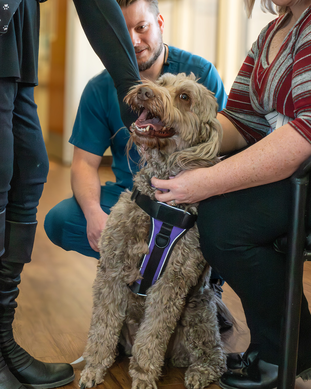Curly haired therrapy dog surrounded by people